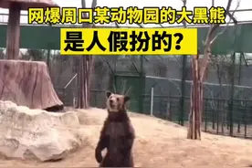 25日网爆河南周口某动物园的大黑熊，是人假扮的。园方：是真熊视频封面