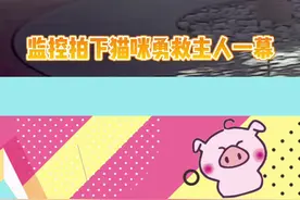 监控拍下猫咪勇救主人一幕！好帅气的猫猫！真的有被感动到！#猫 #猫猫侠 #监控下的一幕 #感动视频封面
