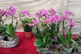 分享蝴蝶兰催花方法，这样做开花一串串，看完明白了#养花小知识视频封面