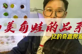 南美角蛙品种有那些？带你了解认识南美角蛙的品系基因 #抖音图鉴视频封面