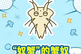 #蟹奴 寄生在#螃蟹 的脐里面，螃蟹成了无欲无求的奴隶，一心一意给予蟹奴#爱的供养 #海洋生物 #寄生虫 #科普 视频封面