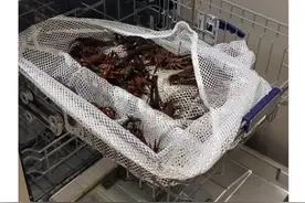 听说洗碗机可以洗小龙虾？马上安排～清洗15分钟还是活蹦乱跳，比一只只洗干净太多了，终于实现小龙虾自由了#洗碗机#洗小龙虾 #厨房好物视频封面