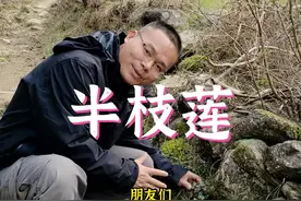 半枝莲的三种模样，你们都认识吗 ？#三农 #野生植物 #大自然的馈赠视频封面
