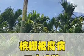 槟榔根腐病发病三大症状，你的槟榔有没有中招呢？#三农 #农业种植 #病虫害防治 #农业 #农业技术推广