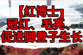 红博士：冠红毛亮长脚蹬子！#科学养鸡 #创业养鸡 #绿色养殖 #养鸡 #散养土鸡 #土鸡