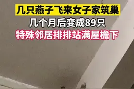 几只燕子飞来女子家筑巢，几个月后变成89只排排站！#意不意外视频封面