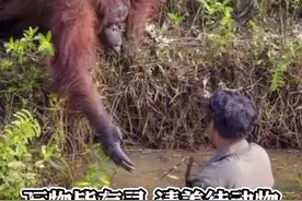泪目，大猩猩将救援之手伸向“被困”人类，你想到了什么，评论区留言吧🤗#善待动物 #平安非你莫鼠视频封面