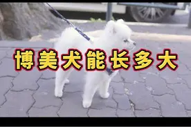 博美犬能长多大，#萌宠 #狗狗 #科学养宠攻略 #宠物知识 #博美 视频封面