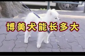 博美犬能长多大，#萌宠 #狗狗 #科学养宠攻略 #宠物知识 #博美 视频封面