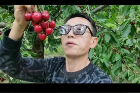 新西兰樱桃采摘!#新西兰生活 #我的海外日记 #新西兰吃喝玩乐视频封面
