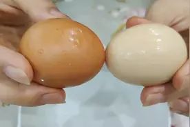 鸡蛋壳的主要成分是钙和磷，蛋壳的坚硬跟养鸡的光照视频封面