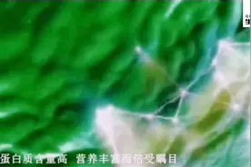 蛋白核小球藻～新资源食品！#小球藻视频封面