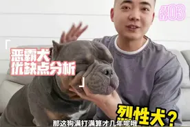 恶霸犬优缺点分析第二集狗子到底属于不属于烈性犬呢？#养狗视频封面