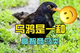 众所周知，乌鸦的脾气不是太好。#沙雕 #搞笑