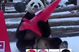 两只名为“如意”、“丁丁”的旅俄大熊猫在莫斯科动物园完成了对北京冬奥会奖牌榜的预测#爱申活暖心春 #dou爱申活视频封面