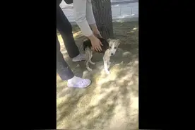 小灵体犬腰椎骨折，造成灵缇犬后肢瘫痪视频封面