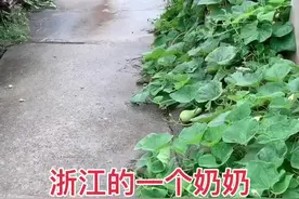 大家要知道有一种杂交变异的苦葫芦，含有一种叫碱糠苷酶素，如果发苦了就不要吃了#育儿 #健康@抖音短视频