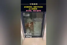 8月19日，广东中山，主人将狗狗关在阳台，狗狗偷偷打开了水龙头，阳台成泳池狗狗很开心，主人当场崩溃了。 #金毛 #崩溃 