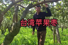 今天赖老师给我们讲讲 非常丰产的一类水果#台湾苹果枣视频封面