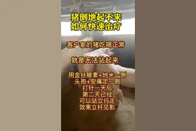 #养猪知识 #猪倒地站不起，如何快速治疗视频封面