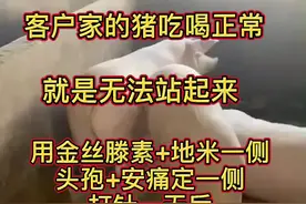 #养猪知识 #猪倒地站不起，如何快速治疗视频封面
