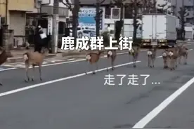 动物疯狂占领城市？疫情发生后，世界有了这些改变…#疫情全知道