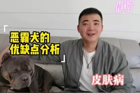 恶霸犬的优缺点分析之皮肤病篇#养狗视频封面
