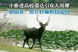 10月2日，河南安阳。一只小鹿在高校校园溜达，引众人围观。杨同学称，学校里有个鹿鸣岛，围栏有洞鹿从洞里溜出来了。没有伤害学生，最后鹿被保安打麻醉剂送回了岛上。#小鹿高校溜达引众人围观 视频封面