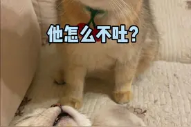小猫咪喝 醉了会有什么反应？#猫咪的迷惑行为 #抖音动物图鉴
