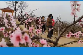 3月27日，鲁山万亩桃园花正开 摄制：胡耀华视频封面
