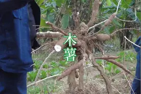 #创作灵感 #大自然的馈赠 #农村生活 这个植物淀粉含量非常高视频封面