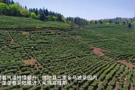 建始电力保电供电，助力茶产业转型升级！视频封面