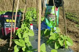玉势+噻虫嗪+仙露 浇豆根 玉势☞防止红根烂根死苗视频封面