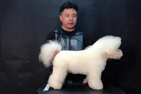 10个月比熊（糯糯）赛装修剪全过程。#宠物美容 #宠物美容培训