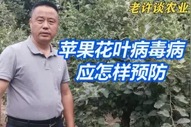 如何预防苹果花叶病毒病？#抖音搜索流量来了 #三农 #苹果
