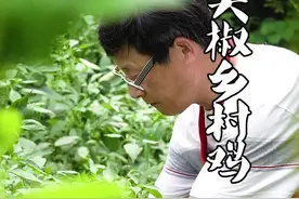 15买半只乡村鸡，做一道川菜“尖椒鸡”麻辣鲜香嫩爽口 #美食 #川菜@抖音短视频视频封面