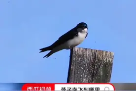 一群大雁往南飞，中的＂南飞＂并非是指我国的南方，而是指地球的南方。网友：原来＂南飞＂就是"南非＂啊？视频封面