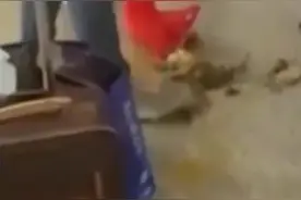 南京允许携带捆绑包装活螃蟹上高铁，但必须捆绑包装好视频封面