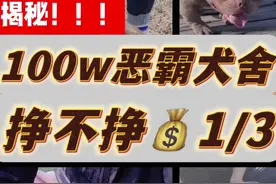 #萌宠出道计划 #宠物 #恶霸犬 #犬舍 #养宠视频封面