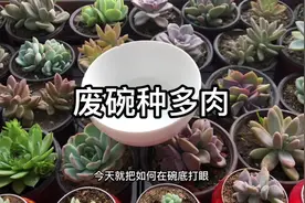 家里的废碗不要扔，用这个方法在碗底打孔种上多肉视频封面