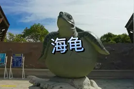 千年老鳖，万年龟，爱护野生保护动物人人有责🤲#至尚水族馆