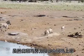 斑马为何杀死小斑马？#野生动物零距离 #爱护大自然保护野生动物视频封面