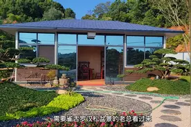 大型雀舌罗汉松盆景，叶子短针尖状，几十年的老桩，有临水飘视频封面