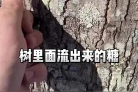 看看🇨🇦加拿大的国宝，枫树里面流出来的糖 #枫糖浆 #枫树 #糖槭树视频封面