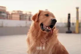 爱争宠的狗狗有益生菌喝~#萌宠日常记录 #狗狗 #家有傻狗视频封面