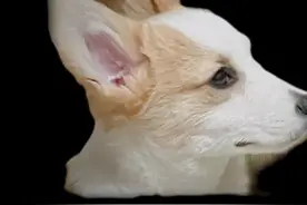 狗子误食东火腿肠皮怎么办？ #铲屎官疯了 #精神小狗 #小奶基