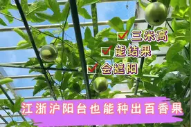 我家百香果3米高，会遮阳能结果，江浙沪阳台也能种#家庭种植视频封面