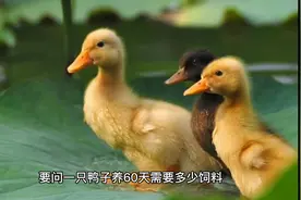 鸭子一天能吃多少饲料#鸭饲料 #鸭饲料的原料