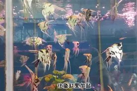 观赏鱼缸放盐的作用，鱼缸什么时候要放盐一次给大家说明白视频封面