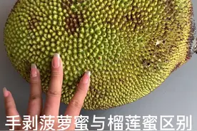 #榴莲蜜 #菠萝蜜 榴莲蜜跟菠萝蜜的区别～视频封面